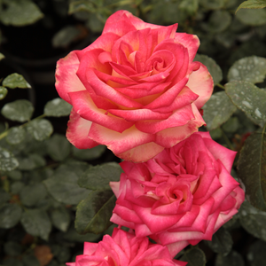 Jaune bordée de rose saumon - rosiers hybrides de thé